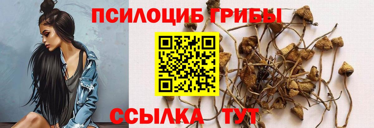 Псилоцибиновые грибы Cubensis Пенза